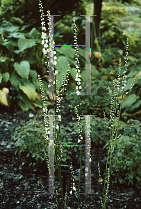 Picture of Cimicifuga japonica var. acerina 