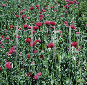 Picture of Cirsium japonicum 