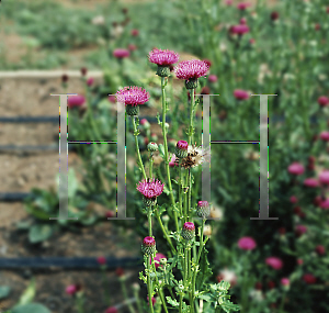 Picture of Cirsium japonicum 