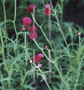 Picture of Cirsium rivulare 