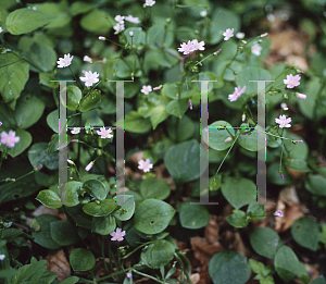 Picture of Claytonia megarhiza 