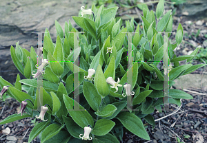 Picture of Clematis albicoma 