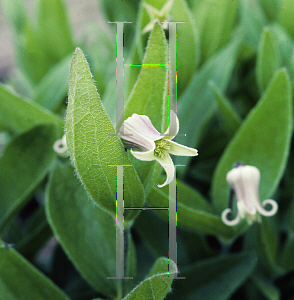 Picture of Clematis albicoma 
