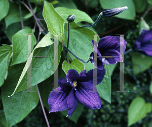 Picture of Clematis x durandii 