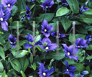 Picture of Clematis x durandii 