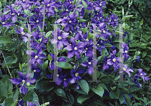 Picture of Clematis x durandii 