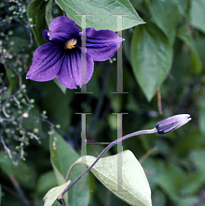 Picture of Clematis x durandii 