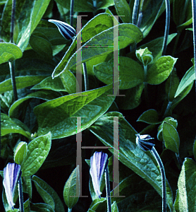 Picture of Clematis x eriostemon 