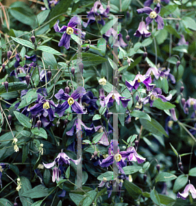 Picture of Clematis x eriostemon 