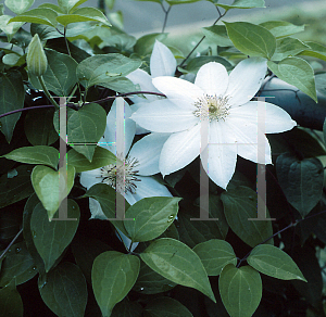 Picture of Clematis henryi 