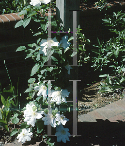 Picture of Clematis henryi 