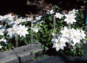 Picture of Clematis henryi 