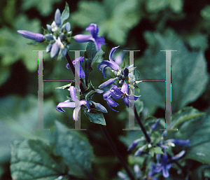 Picture of Clematis heracleifolia 