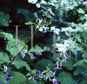 Picture of Clematis heracleifolia 