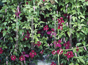 Picture of Clematis (z)(Viticella Group) 'Madame Julia Correvon'