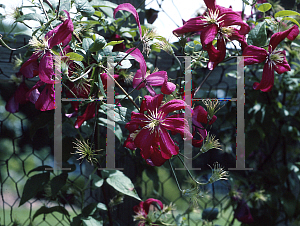 Picture of Clematis (z)(Viticella Group) 'Madame Julia Correvon'