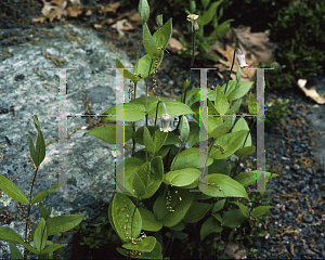 Picture of Clematis ochroleuca 