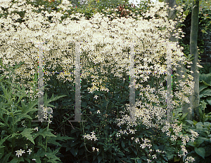 Picture of Clematis recta 