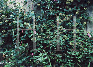 Picture of Clematis texensis 'Duchess of Albany'