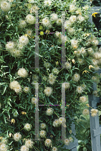 Picture of Clematis texensis 'Duchess of Albany'