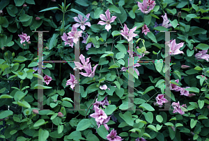 Picture of Clematis texensis 'Duchess of Albany'