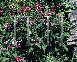 Picture of Clematis texensis 'Duchess of Albany'