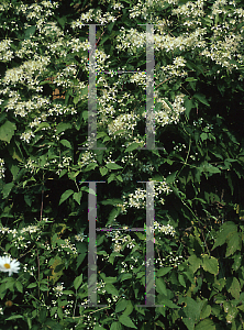 Picture of Clematis vitalba 