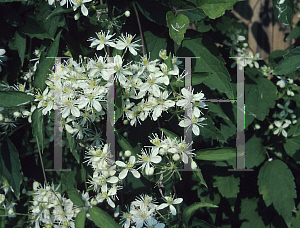 Picture of Clematis vitalba 