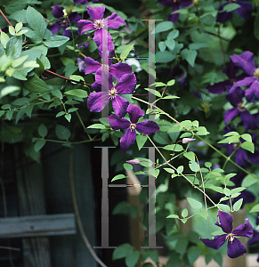 Picture of Clematis viticella 'Polish Spirit'
