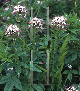 Picture of Cleome marshallii 'White Spider'