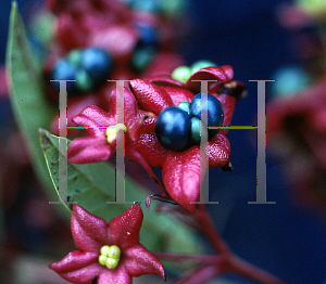 Picture of Clerodendrum indicum 
