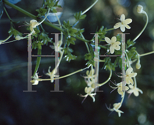 Picture of Clerodendrum indicum 