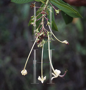 Picture of Clerodendrum indicum 