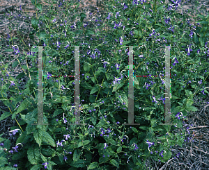 Picture of Clerodendrum nepalensis 