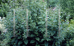 Picture of Clerodendrum nepalensis 