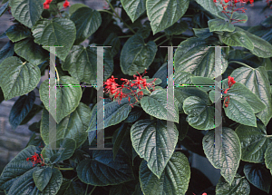 Picture of Clerodendrum speciosissimum 