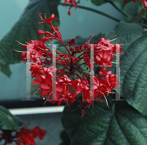 Picture of Clerodendrum speciosissimum 