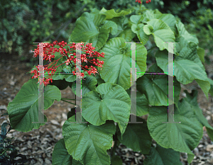 Picture of Clerodendrum x speciosum 