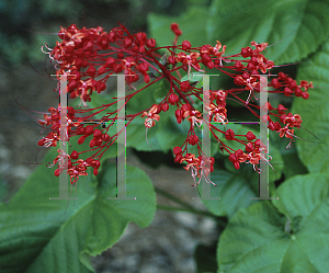 Picture of Clerodendrum x speciosum 