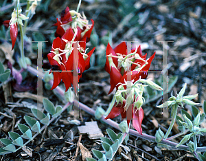 Picture of Clianthus formosus 