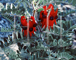 Picture of Clianthus formosus 