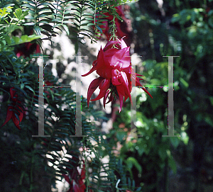 Picture of Clianthus puniceus 