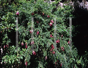 Picture of Clianthus puniceus 