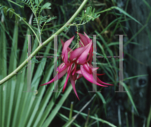 Picture of Clianthus puniceus 