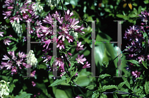 Picture of Clintonia andrewsiana 