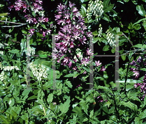 Picture of Clintonia andrewsiana 