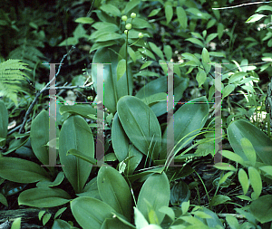 Picture of Clintonia borealis 