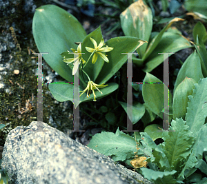 Picture of Clintonia borealis 