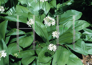 Picture of Clintonia umbellulata 