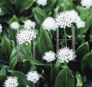 Picture of Clintonia umbellulata 